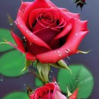 Nesrin 3600 Kısmi (@nonal1990irfan) 's Twitter Profile Photo Nesrin 3600 Kısmi (@nonal1990irfan) 's Twitter Profile Photo