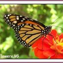 Matilda Watson - @tillywillywats - Twitter