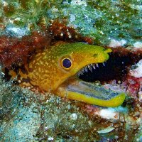 The Belmaker Lab Marine Ecology & Biodiversity (@belmakerlab) 's Twitter Profile Photo The Belmaker Lab Marine Ecology & Biodiversity (@belmakerlab) 's Twitter Profile Photo