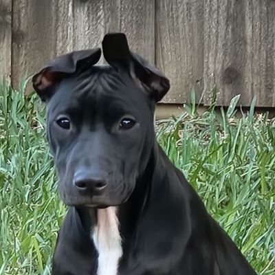 TracyRuslair's profile picture. The ignorance from the left is literally killing this country.