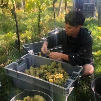 ryo_roch's profile picture. 30歳で渡仏し🍷を学ぶ。パリでソムリエ/バーマン→コロナ失職→地方の様々なお酒の生産者の元で修行→人生の特別な瞬間を彩るシャンパン造りに魅了され醸造家へ転身。仏国家認定農業経営者・剪定職人/ボーヌ＆アヴィズ醸造学校卒。チボーリジェべレール→ロック→シャンパーニュ・べレッシュ→ 📍ドスーザ栽培醸造