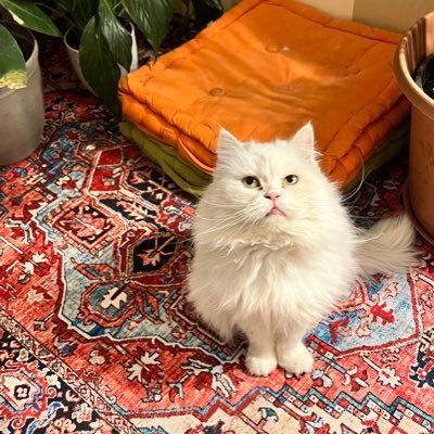(وَمَا تَوْفِيقِي إِلَّا بِاللَّهِ ۚ عَلَيْهِ تَوَكَّلْتُ وَإِلَيْهِ أُنِيبُ) طب التأهيل PM&R 🦿