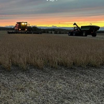 crops and cattle in lakes country MN