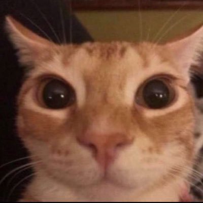 i like cats and movies and emo music and rpgs and project moon and drain gang and playing and having fun