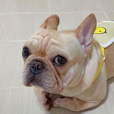 👉Featuring Bulldog pictures and videos daily.🐾Follow us if you are a French Bulldog Lover.🐾