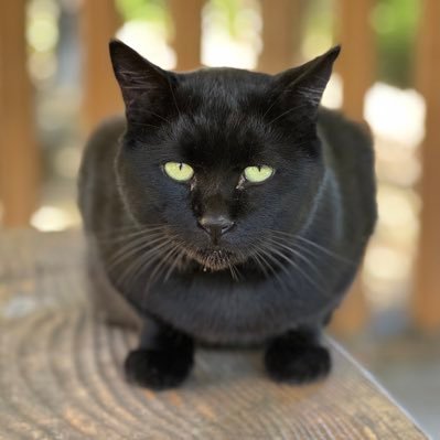 基本FXに関する情報収集アカ 宝くじマイニング始めるよ。あと月1で6ワールドコイン貰えるよ。World Appをインストール👇