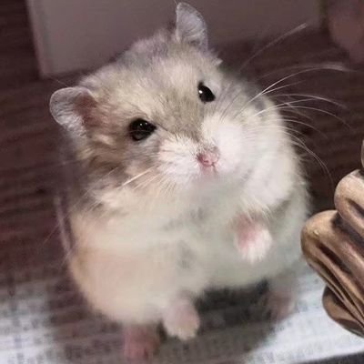 You can call me Egle or Ti, a 21-year-old Chinese painter. Nice to meet you★
I really like hamsters,They are super cute(｡･ω･｡)ﾉ♡