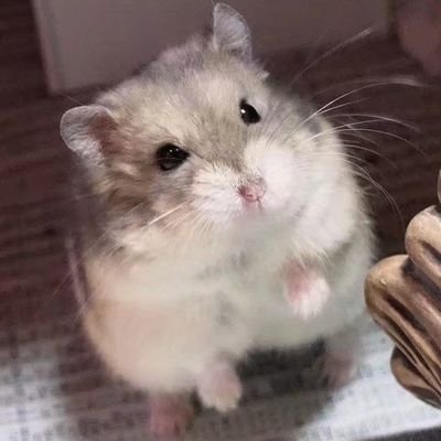 Hamster★Egleさんのプロフィール画像