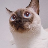arlizi (@arlizi_dundunli) 's Twitter Profile Photo arlizi (@arlizi_dundunli) 's Twitter Profile Photo