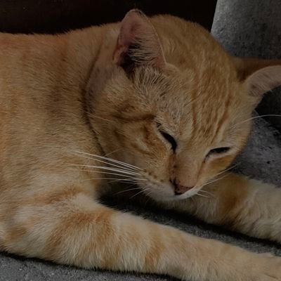 mudflow1987's profile picture. Just another X netizen.