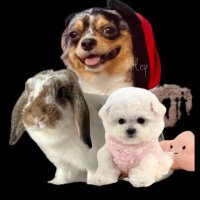 Riley🐰🐶EL(@Ni02465) 's Twitter Profile Photo