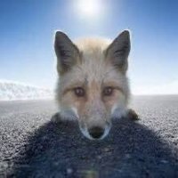 No Smo King (@kartik73) 's Twitter Profile Photo No Smo King (@kartik73) 's Twitter Profile Photo