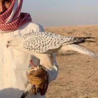 Abu Nayef (@abunaeaf0x) 's Twitter Profile