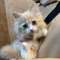 サイベリアンのロカくん (@ade_penguins) 's Twitter Profile