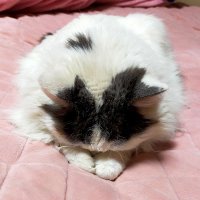 ねこねこ (@jz6mwcwz8i24307) Twitter profile photo