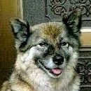 🐕🧸我が家の可愛いゆるキャラ🧸クマちゃん♀🧸シェパード＆柴犬Mixですぅ➰🥰
（1993年12月25日～2008年３月15日)🧸吠えまくるクマにゃんもいるのよ➰🐯 #ヤマヒロ #餃子 #阪神タイガース #犬猫好きさんと繋がりたい 🦔🧸
いいね➰👍フォローよろしく➰🐶🐹
🧸クマちゃん。