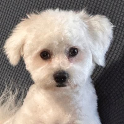 Abrafrost's profile picture. I’m chopped and TW//Mexican