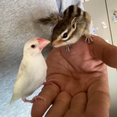 目指せリアル小どうぶつの森！！飼いリスに罵倒される妄想をして悦に浸る危険人……雑ウサのマシュマロとシマリスのさくら、文鳥のオモチを飼ってます。動物投稿の他にチラホラとヲタ投稿します笑