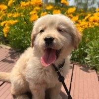 流星 (@zumbawbithkelf) Twitter profile photo