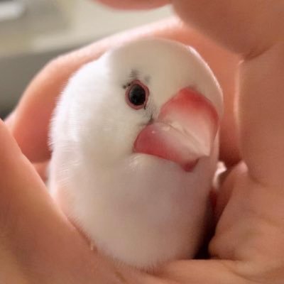 文鳥とたまに日常や趣味のこと。/すきやき(R5.2.28/パイド♂).きなこ(R5.8中頃/シルバーイノ♂)、たまにちょび(R6.5月)ゴル🐹♂/無言フォロー歓迎です&失礼します🙇♀️