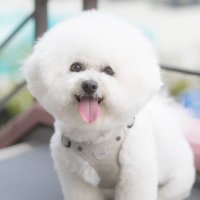従業犬ラン♨️秋保温泉(@Ranteinoinu) 's Twitter Profile Photo