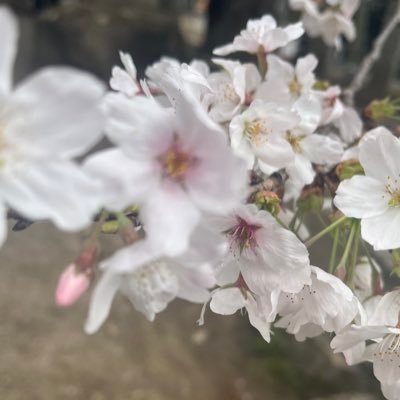 karen__hos's profile picture. INFP。多趣味オタク