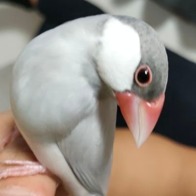 鳥たちとの日常と成長を記録したくて作りました！
シルバー文鳥のルル🕊〜2023.7.14生まれの男の子〜
オカメインコのジジ🐤〜2023.10.29生まれの女の子〜
鳥さん好きな方仲良くしてください！