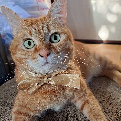 surume_tuyupoti's profile picture. 茶トラの梅雨（♀5歳半）とキジトラのポチタ（♀5歳） 海で保護した白黒の小雨（♀1歳4ヶ月）と田舎暮らししてます。小雨ちゃんエイズ陽性のため接触しないよう半隔離中です。少しだけイラスト描けます✒ #猫好きさんと繋がりたい #茶トラ #キジトラ #白黒