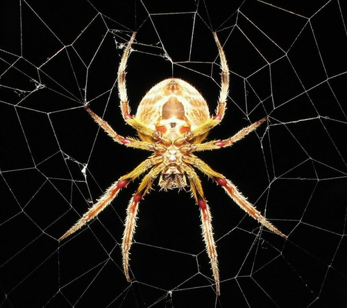 threetiger19's profile picture. 아직도 남아 있는 많은 희망을 거두고 싶다.