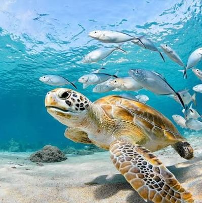 Welcome to @seaturtle112
🐢 We share daily #Seaturtle Contents 
 Follow us if you really love turtles & tortoise 
👇 Visit Our Store👇