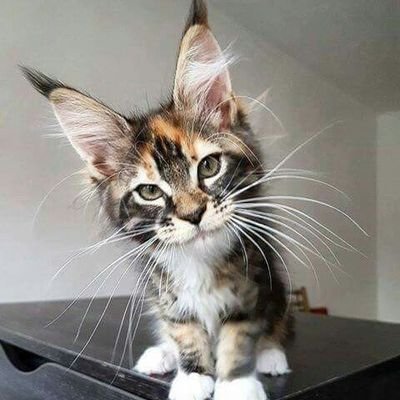 gencatrussia's profile picture. Мудрый не ведает печали.
В бан отправляю дураков, сионистов, русофобов и путиноидов.