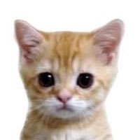 uDon_umauma3's profile picture. グラブル/ff14/valo/ow/ゼンゼロ