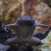 ふじー(生き物垢)🐸 (@fujimasafrog) Twitter profile photo ふじー(生き物垢)🐸 (@fujimasafrog) Twitter profile photo