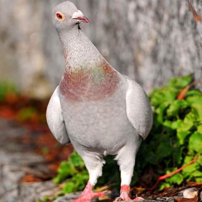 Traveller and pigeon owner