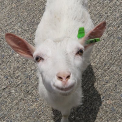 puuyan_game's profile picture. ワイルドリフトやってます。 まだまだ初心者でゴールドです。 基本ソロレーン、他レーン練習中です。