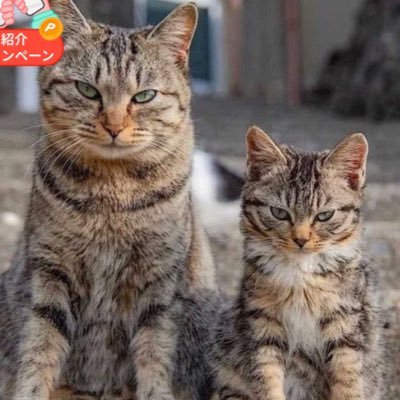 SNS初心者で、何か失礼があったらごめんなさい！ また、無言フォローですみません！！ 好きなものはたくさん♡本格推理小説は前から好きで、今は💎の🦔さんの沼にハマってます💛あと、名探偵コナンの赤井秀一も好き❤️       有栖川有栖先生とシェイクスピアと同じ誕生日なのが自慢です⭐️💛