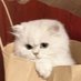 ᵐᵉᵒʷ (@__kittienahp) Twitter profile photo ᵐᵉᵒʷ (@__kittienahp) Twitter profile photo