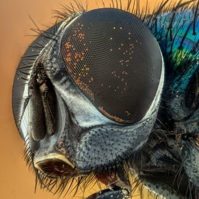 This fly died for your sins. Now go, sin away.
Progressive AF. MAGAts can FOAD. Non-theist. Want to turn AZ 💙.
Seriously, get off my lawn.