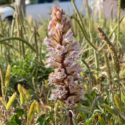 Biology, Evolution and Development of Parasitic Plants // Molecular Evolution // Host-Parasite Coevolution