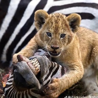 culturedagi's profile picture. Crypto | Agents | Marketing
