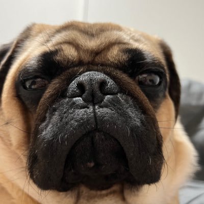 annmopipi's profile picture. わんことにゃんこ♡