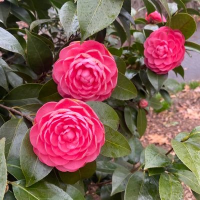 loveybear444's profile picture. appreciate all of the seemingly small moments 💗✨ (art by: @enii_draws)