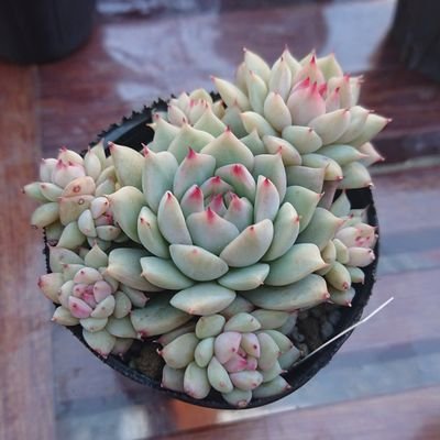 quu0014's profile picture. 日本のみ対応
海外の方はすいませんが
対応しておりません！！！
ご理解よろしくお願いします

多肉のポストを主にしてる方しか受け付けません