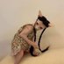 Naked Cat In A Dress (@OriginalCatDad) Twitter profile photo