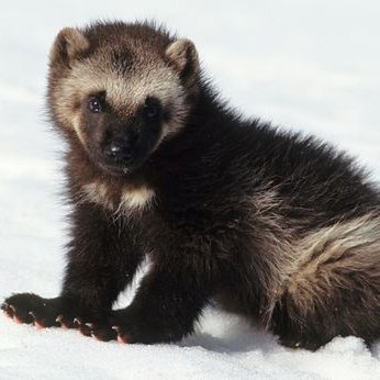 L'animale nella foto è un cucciolo di ghiottone, animale simbolo di coraggio per i nativi americani perché non arretra davanti a nemici molto più grandi di lui.