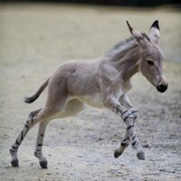 Pony Silvestre (@ponysalvaje) 's Twitter Profile
