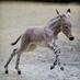 Pony Silvestre (@ponysalvaje) Twitter profile photo Pony Silvestre (@ponysalvaje) Twitter profile photo