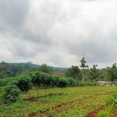 Magil528803's profile picture. 