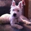 Sam Pickering - @sijpickering - Twitter