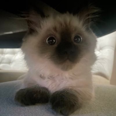 aayajr's profile picture. 𓆝 𓆟 𓆞 𓆝 𓆟 ㅤᵕ̈